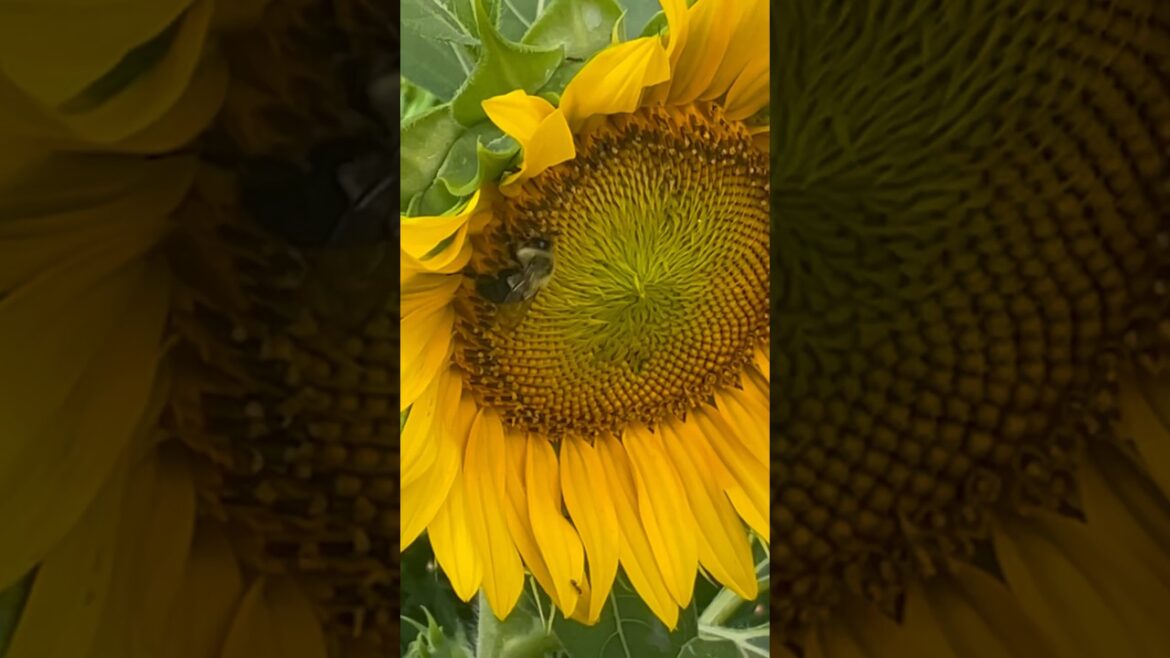 Bee & Sunflower Backyard Garden Update #shorts Bee & Sunflower Backyard Garden Update #shorts