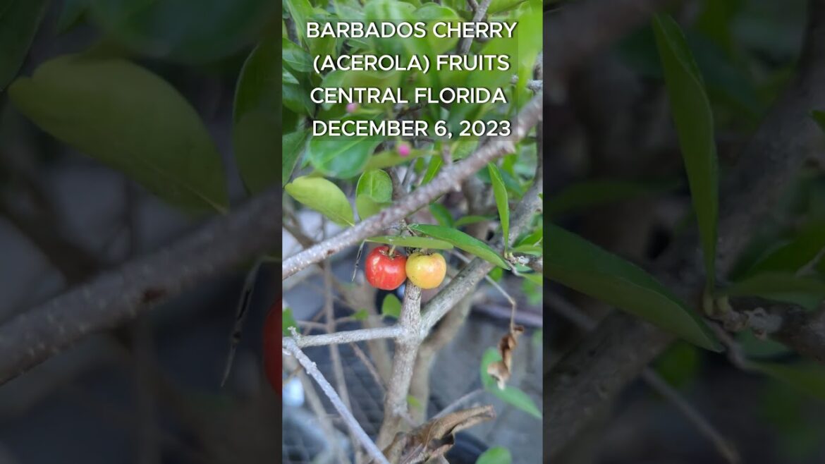 Barbados Cherry fruits and flowers, Acerola cherry in container / pot #cherrybarbados #flowers Barbados Cherry fruits and flowers, Acerola cherry in container / pot #cherrybarbados #flowers