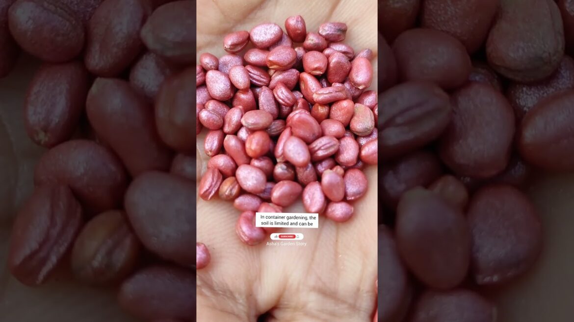 Container Garden Soil Health|Save Soil|मिट्टी को उपजाऊ बनाए रखे|मिट्टी बचाओ#ashasgardenstory#shorts Container Garden Soil Health|Save Soil|मिट्टी को उपजाऊ बनाए रखे|मिट्टी बचाओ#ashasgardenstory#shorts