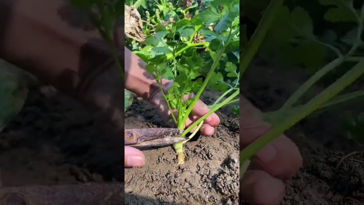 happy with growing garden and vegetable by MeiMei  #shorts #garden #vegetable