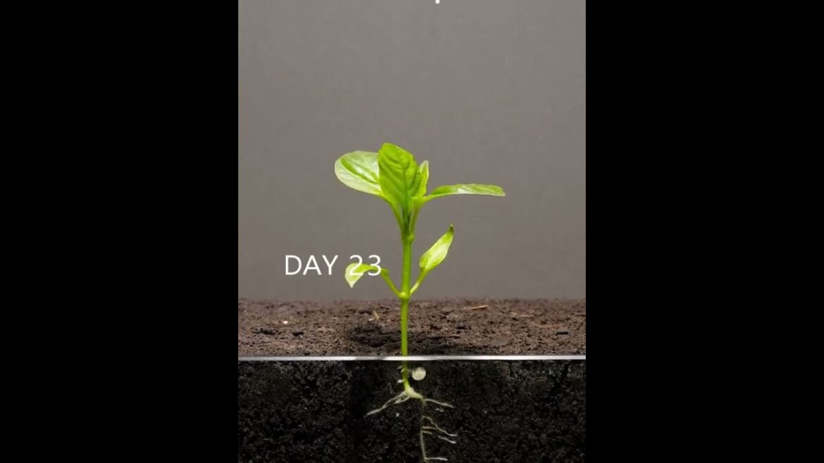 Expert Gardener & Best ServiceExperts’ worker in landscaping and home plantations with decades of ex Expert Gardener & Best ServiceExperts’ worker in landscaping and home plantations with decades of ex