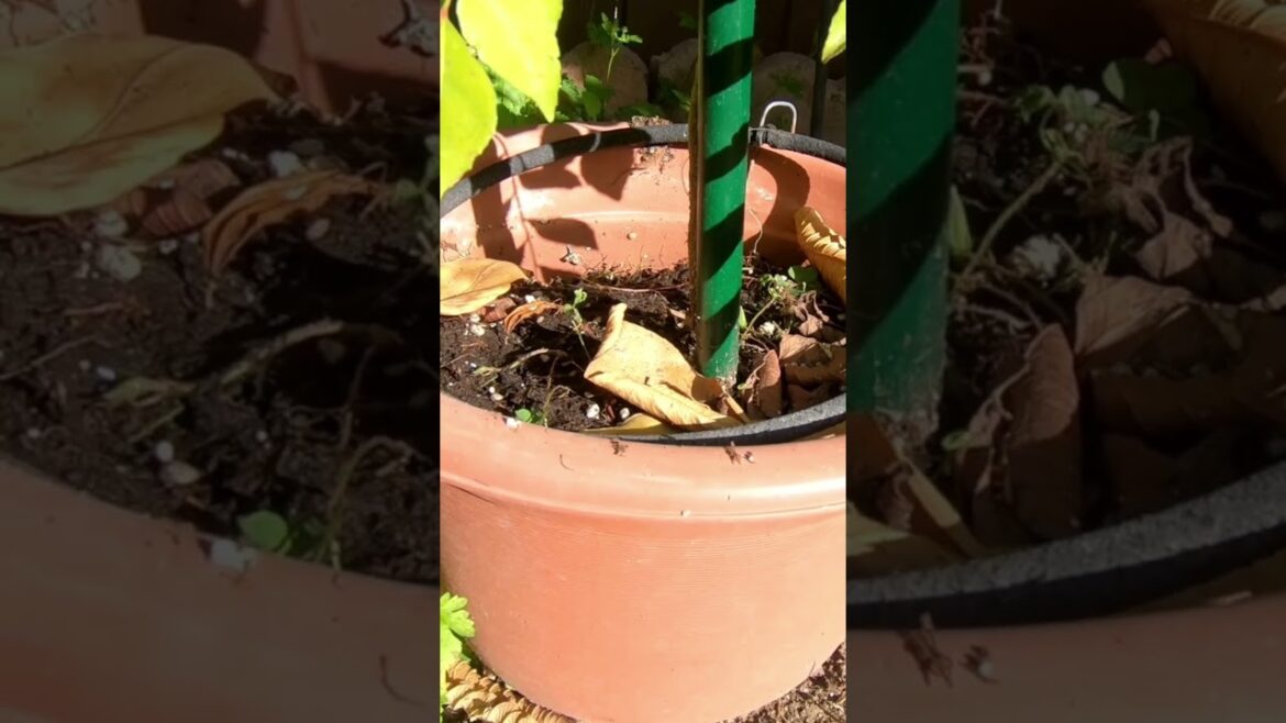 Understanding Drip Emitter Sizes! 🚰💧 #Shorts