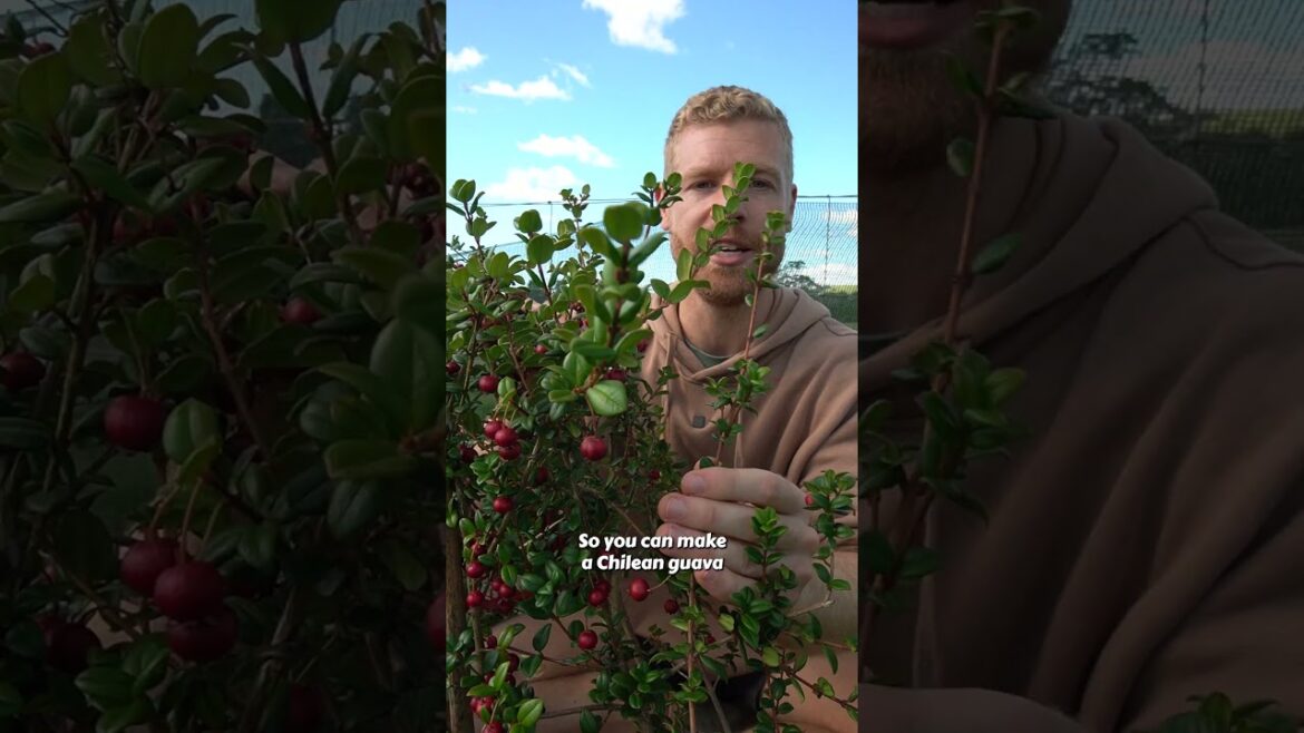This tasty and prolific fruit is perfect for container growing!