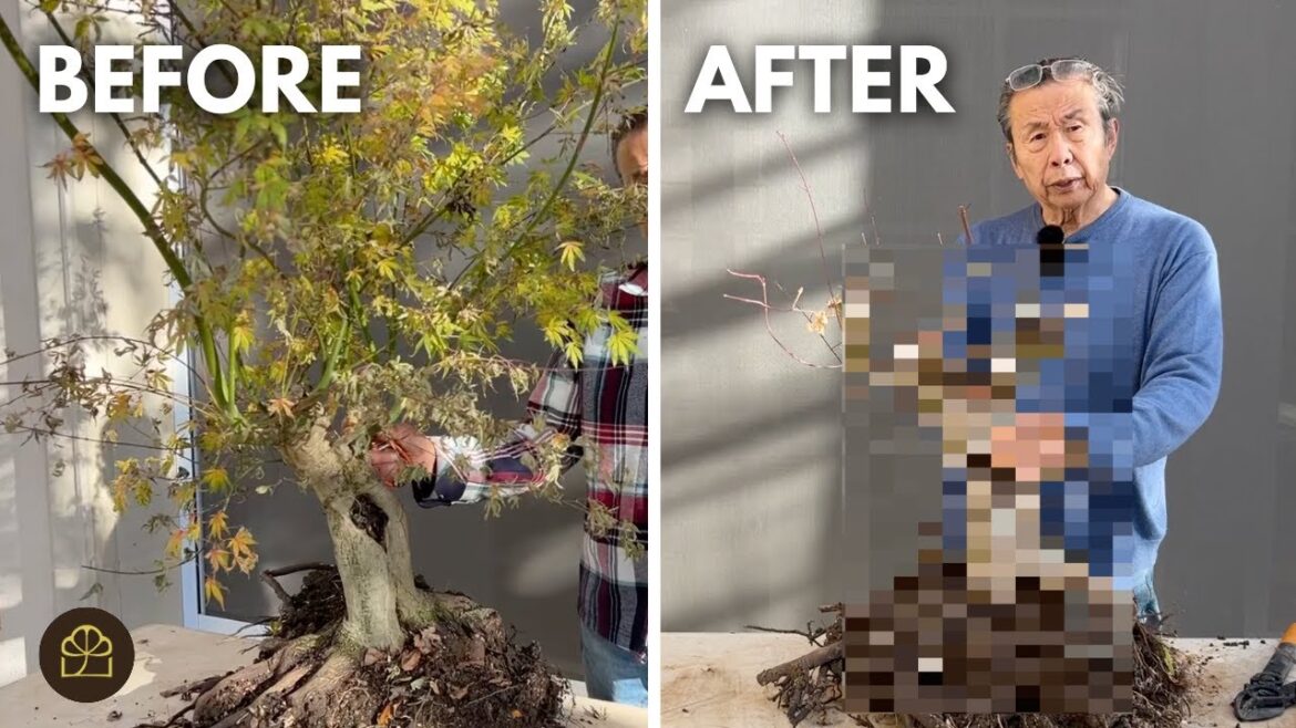 YOU Voted on THIS Bonsai Design | Let’s Create Maple Bonsai Together! YOU Voted on THIS Bonsai Design | Let's Create Maple Bonsai Together!