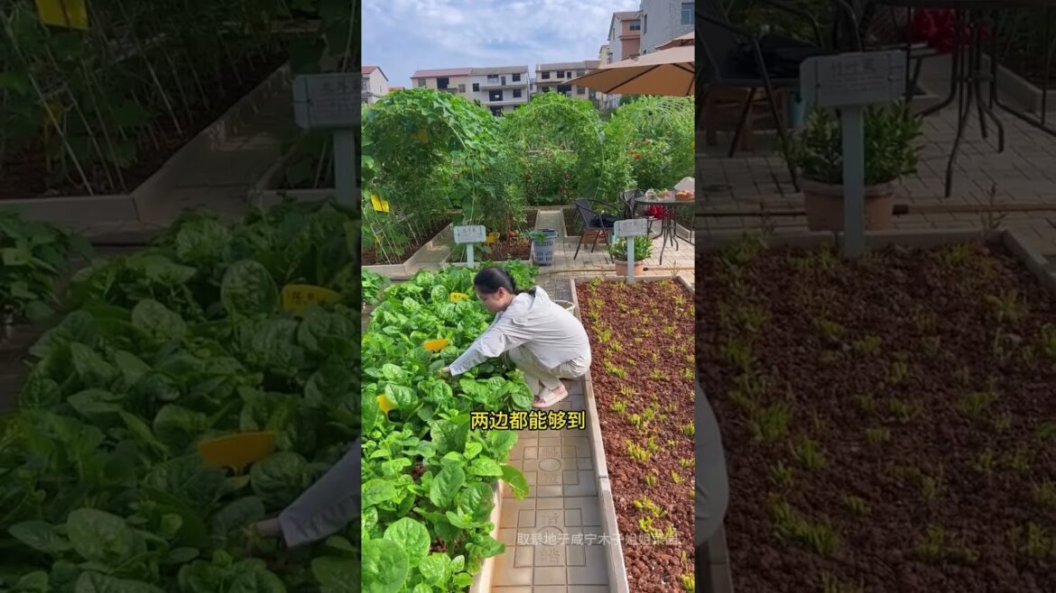 My life part of growing garden and vegetable #diygarden #vegetable