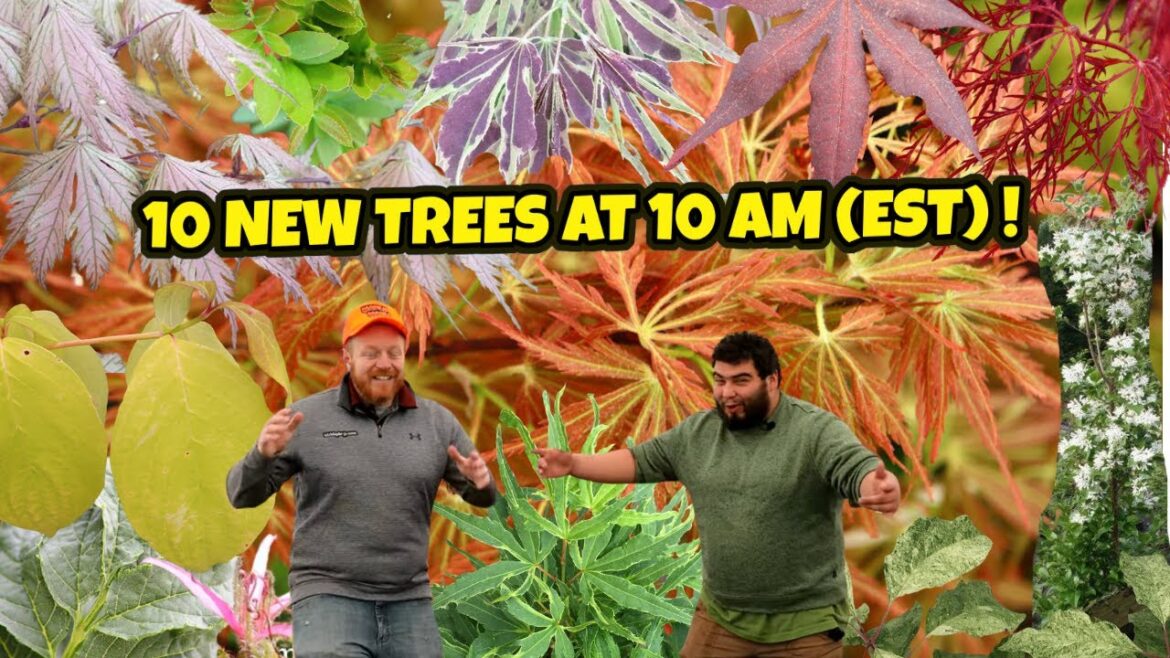 The Rockin’ 10 New Trees at 10 AM(EST) | Japanese Maples For Garden Design