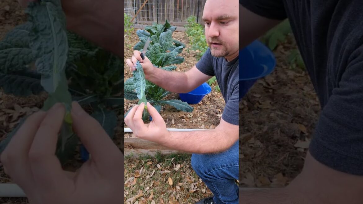 Picking Kale When and How for new gardeners #shorts #garden #gardening #foryou