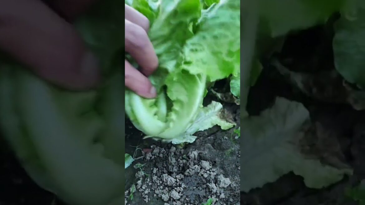 happy with growing garden and vegetable by MeiMei  #shorts #garden #vegetable