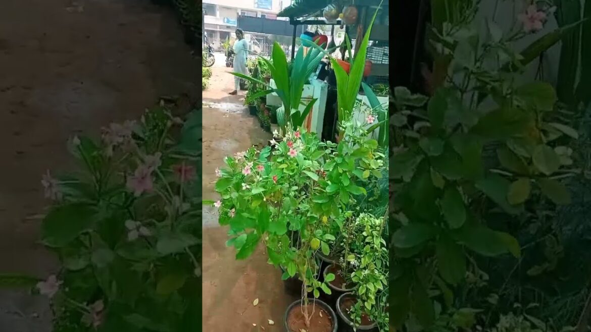 yummy water apple #waterapple #gardening #garden #vlogs #shortsvideo #tastyfruit yummy water apple #waterapple #gardening #garden #vlogs #shortsvideo #tastyfruit