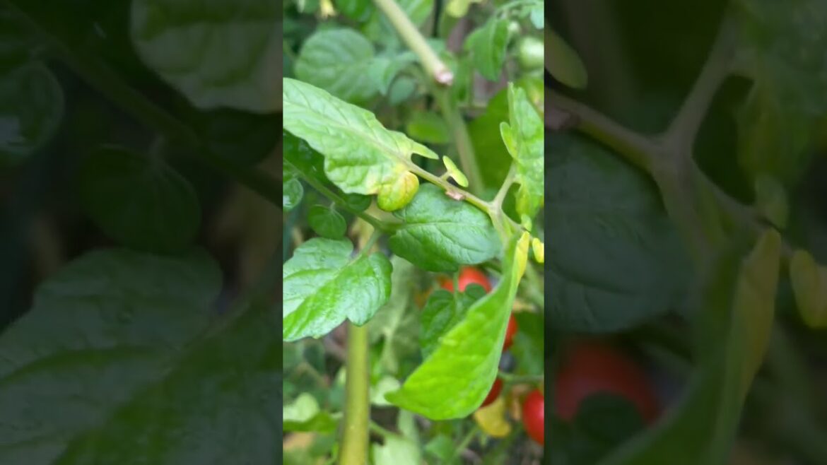 #tomato #vegetables #vegetablegarden #gardeners #ediblegardening #summer #salad