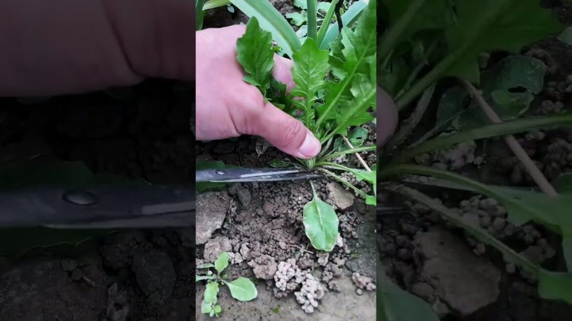 happy with growing garden and vegetable by MeiMei  #shorts #garden #vegetable