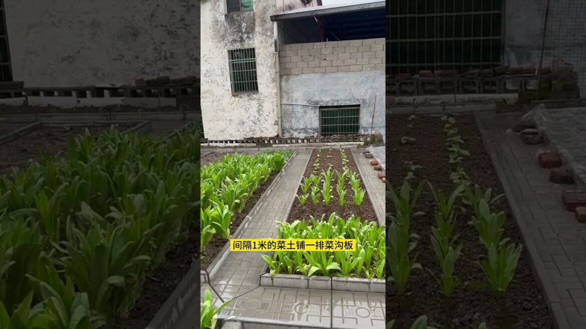 Good tips to grow gardening at home with best idea #shorts #ideagarden #growing