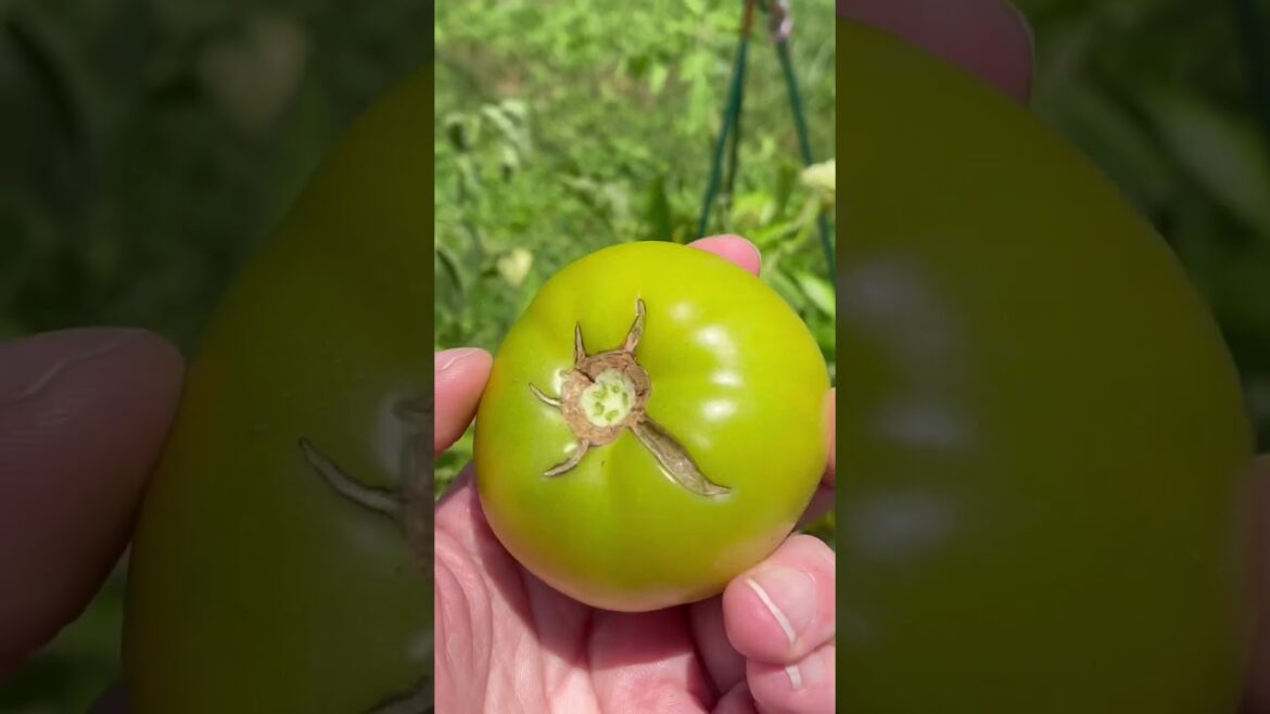Tomatoes ๐
– Garden Tour Update – Breathtaking Beauty that Unfolds #shorts Tomatoes ๐
- Garden Tour Update - Breathtaking Beauty that Unfolds #shorts
