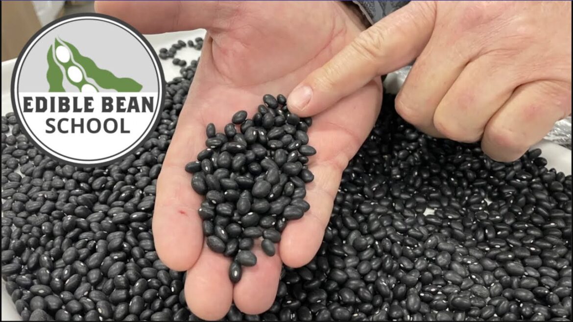 Edible Bean School: Growing and marketing black beans Edible Bean School: Growing and marketing black beans