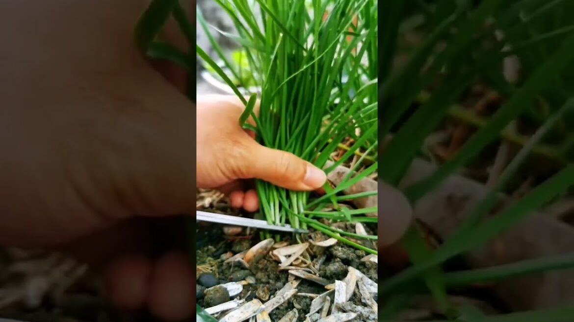 I  growing garden and vegetable by MeiMei  #shorts #garden #vegetable