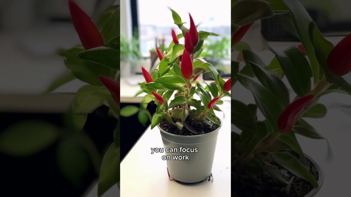 3 Plants for Your Office Cubicle 🪴 Boost productivity #gardentips #flowertips 3 Plants for Your Office Cubicle 🪴 Boost productivity #gardentips #flowertips