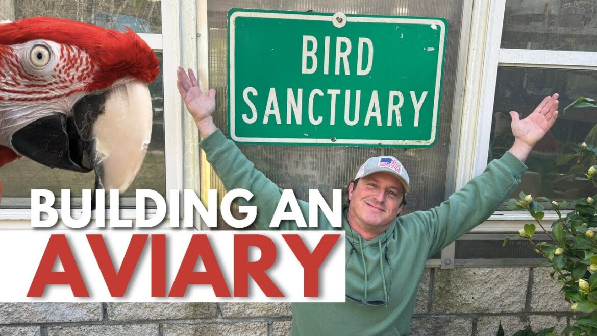 Building an Aviary: Expert Advice and Mistakes to Avoid