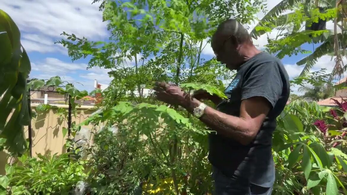 Moringa or Murunga Pod in a Pot - An Edible Vegetable in Our Garden. Yes, You Can Get Fruit/Pod