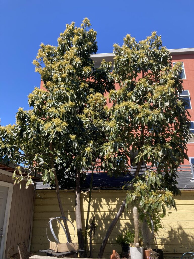 Two mature avocado trees Two mature avocado trees
