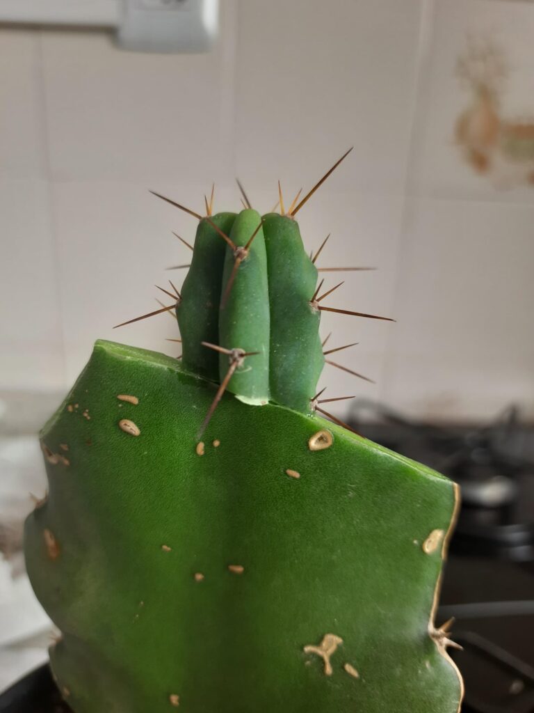 My first ever graft. A tb on a Hylocereus. Do you think it can work?