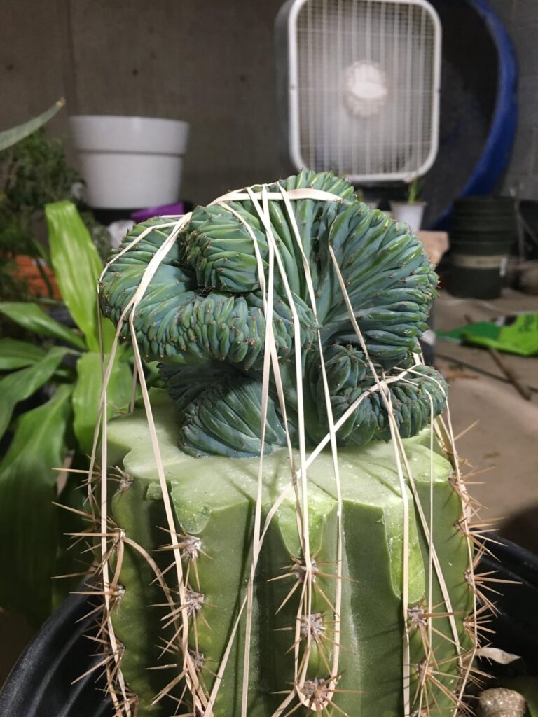 Myrtilocactus on sun goddess