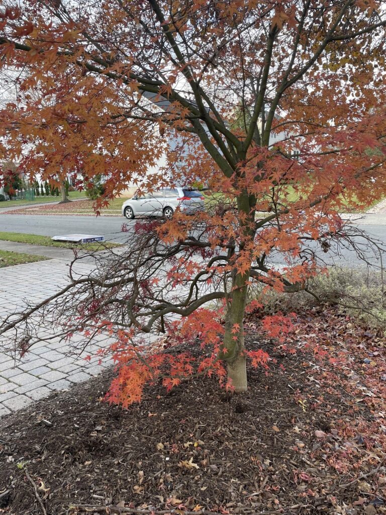 Japanese “dwarf” maple tree no longer very dwarf Japanese “dwarf” maple tree no longer very dwarf