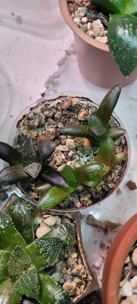 Seedling updates