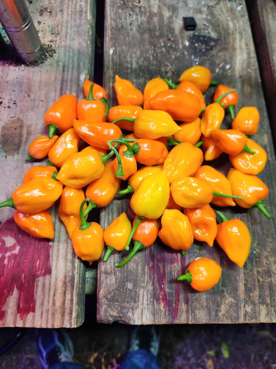 December Habanero harvest Zone 6b...
