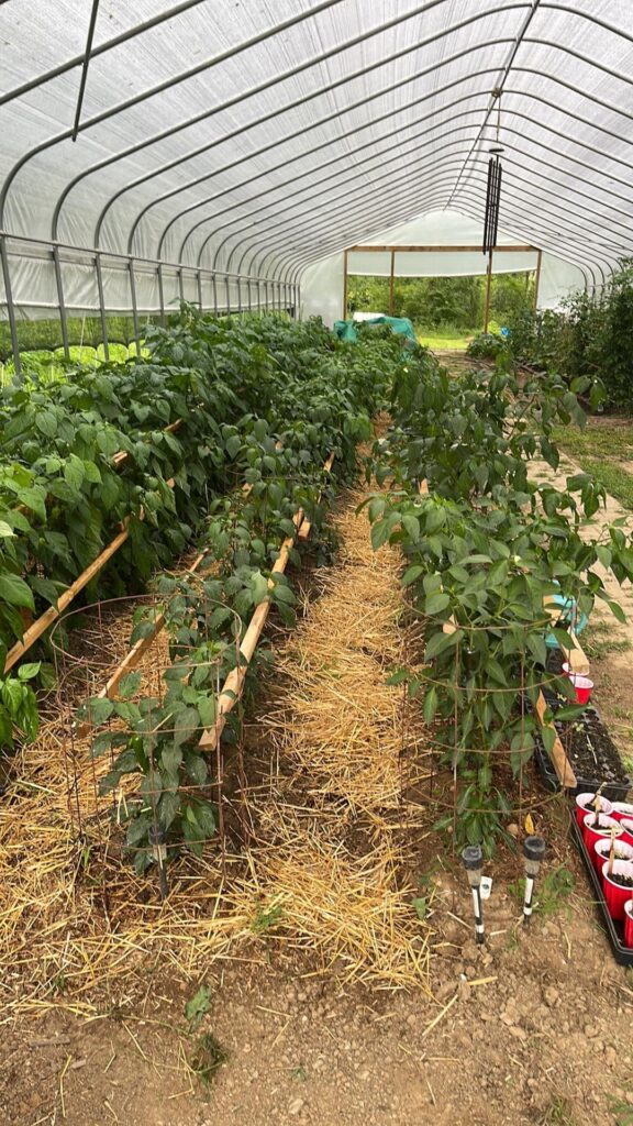 Greenhouse rescue