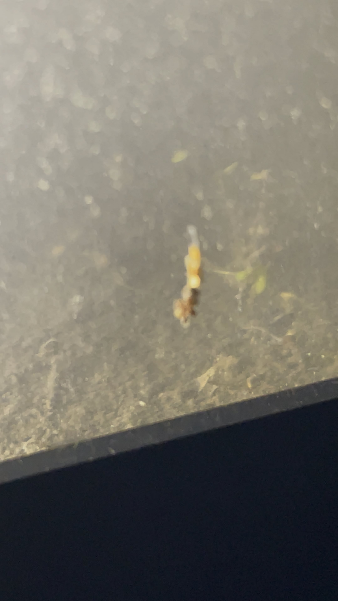 Strange duckweed worm? Strange duckweed worm?