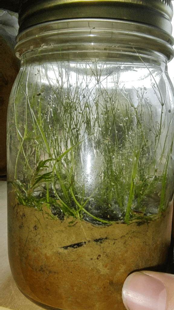 My two month old wetlands terrarium.