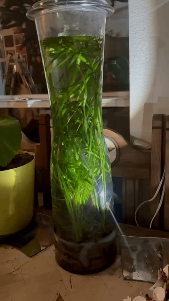 25 inch closed vase growing giant jungle valisneria...like crazy.