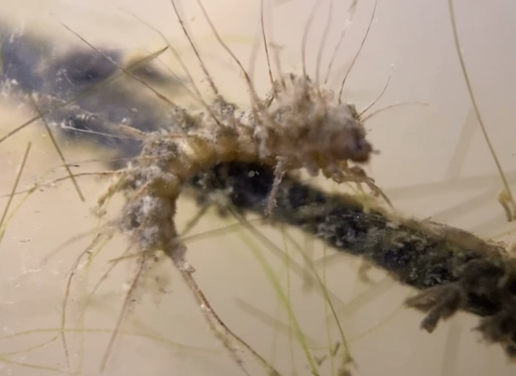 Anyone know what this little goober is that’s living in my 6 month old Ecosphere?