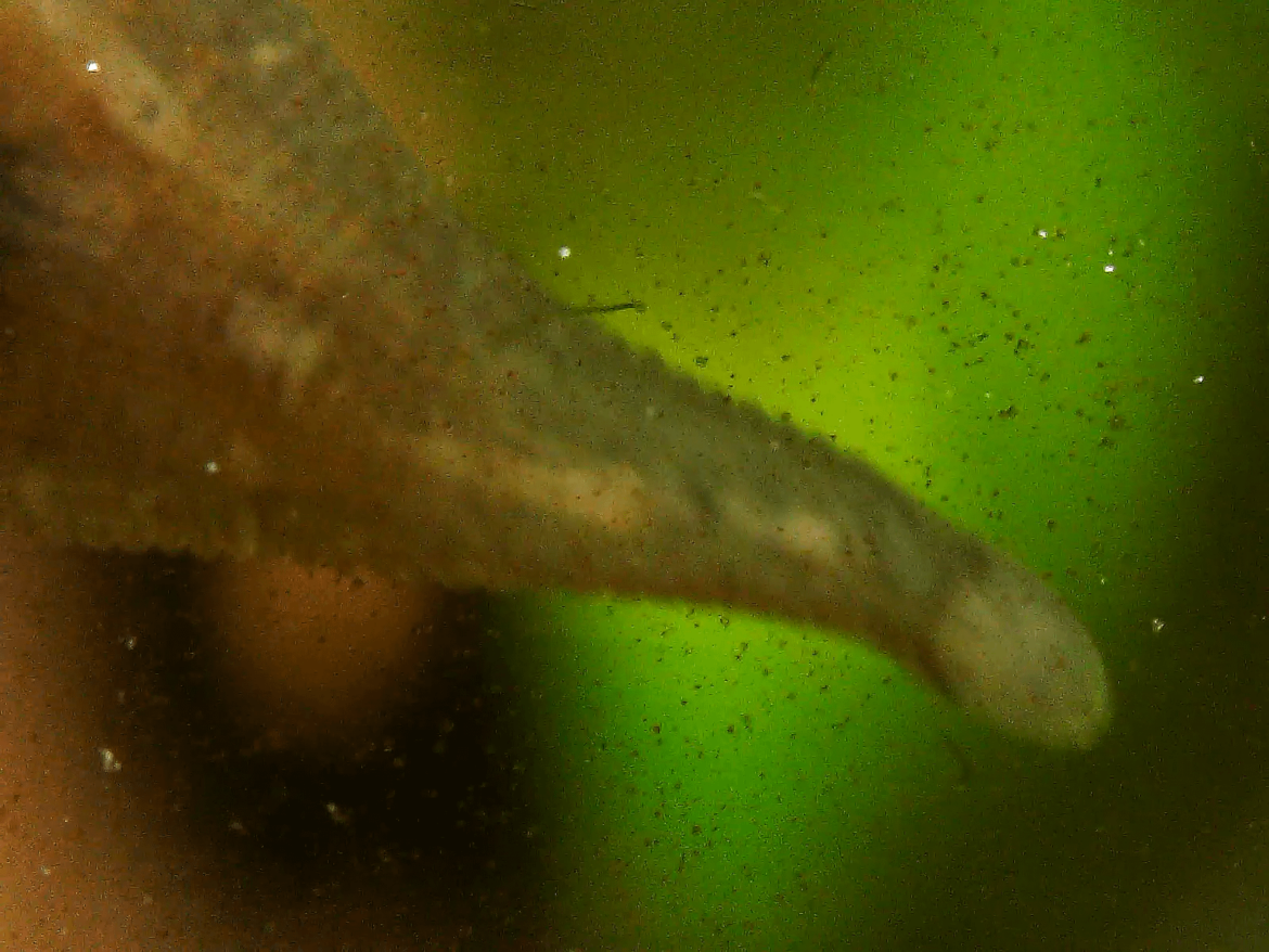 I got the snail leech carrying babies in front of the microscope camera!