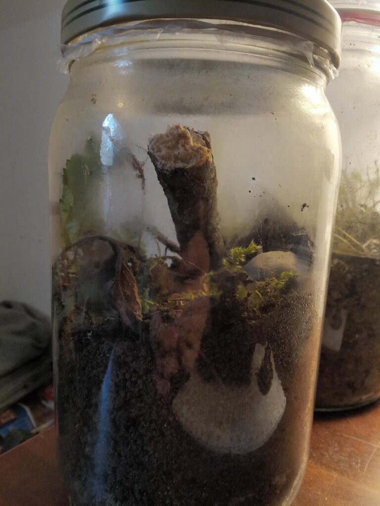 December Ecosphere