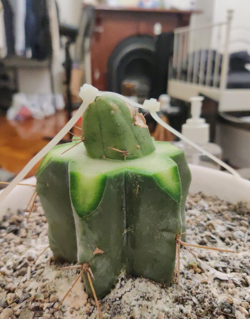 Ziptie graft, how's it look?