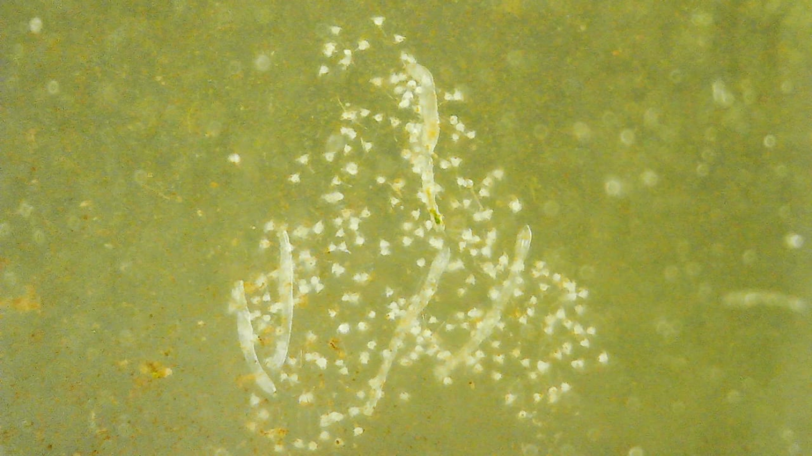 Found 3 blobs around my river ecosphere that look like this under a handheld microscope. What are they?
