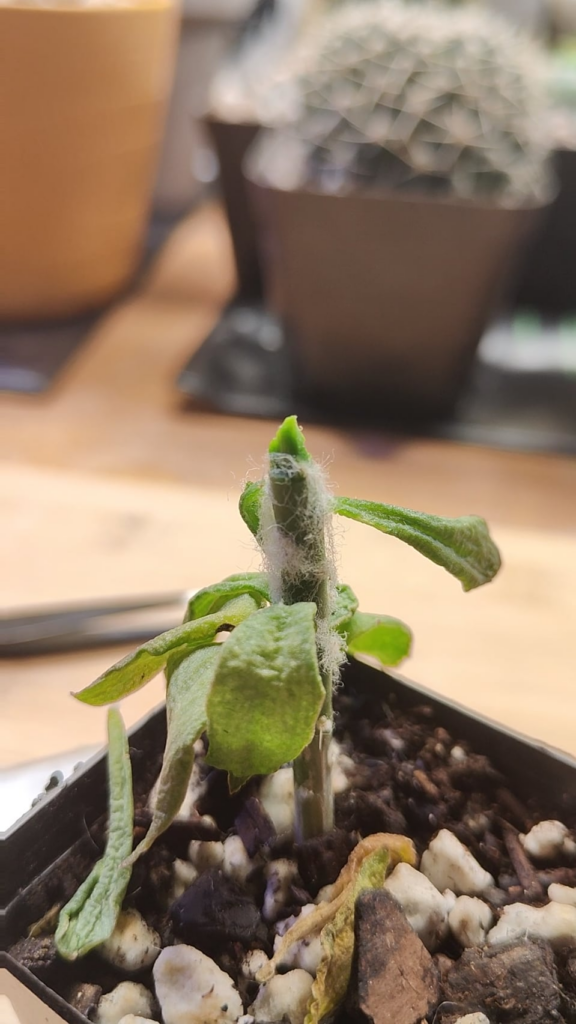 First attempt at impaling graft.