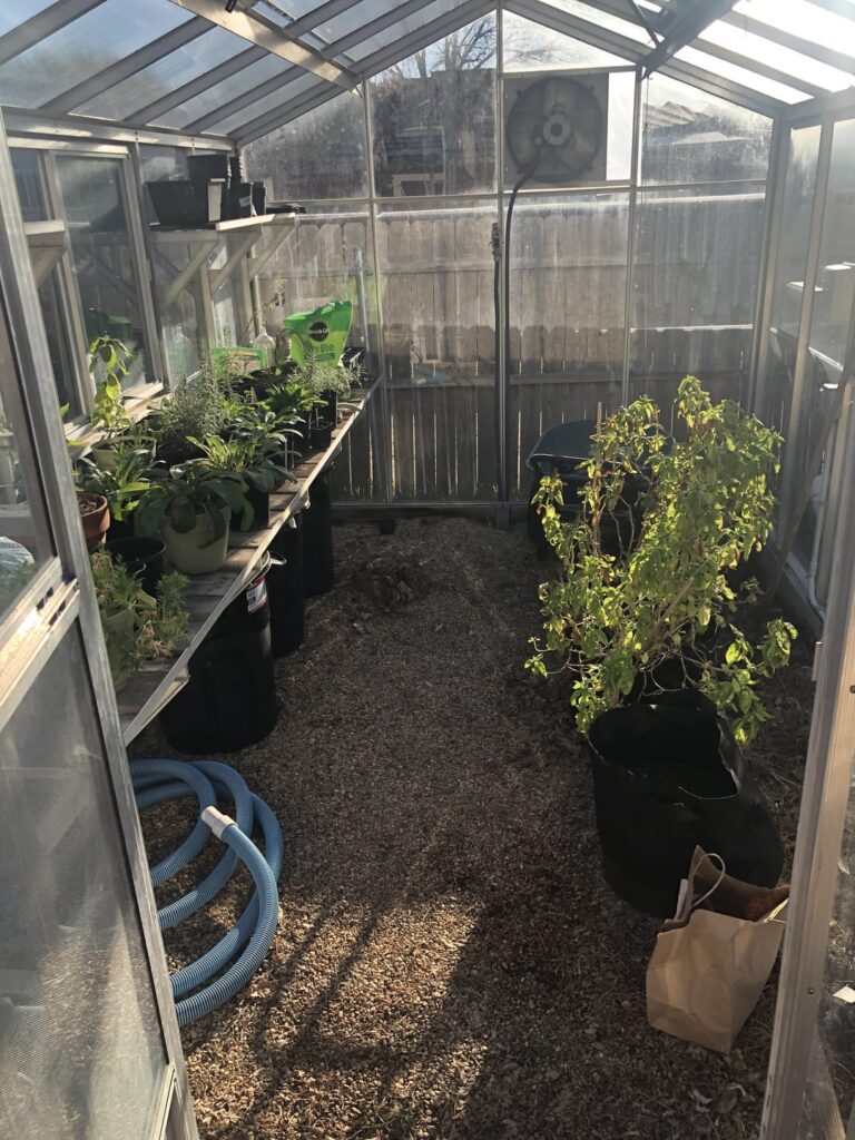 Greenhouse temp is colder than outside during nighttime Greenhouse temp is colder than outside during nighttime