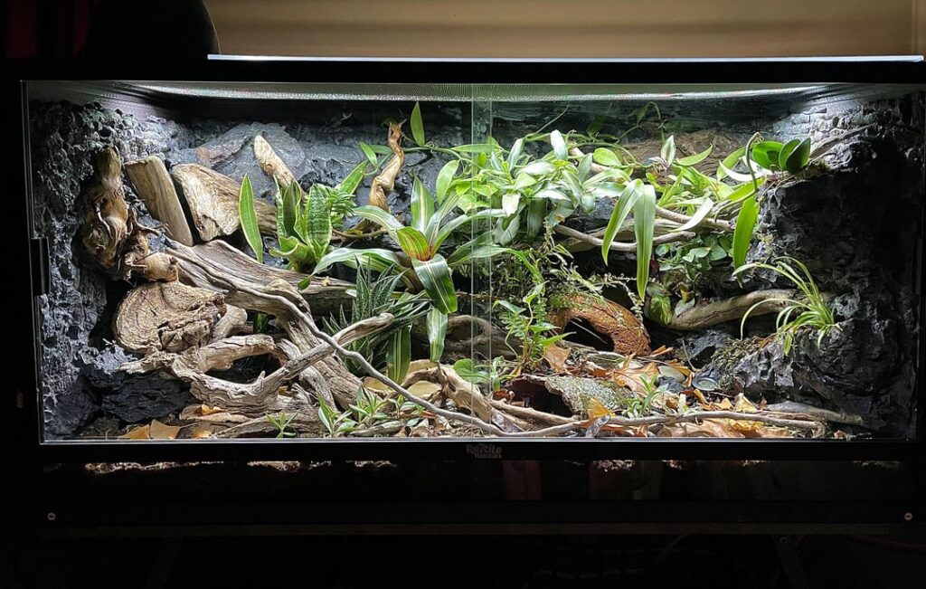 (Ball Python) Gorgonzola’s 120-Gallon Enclosure