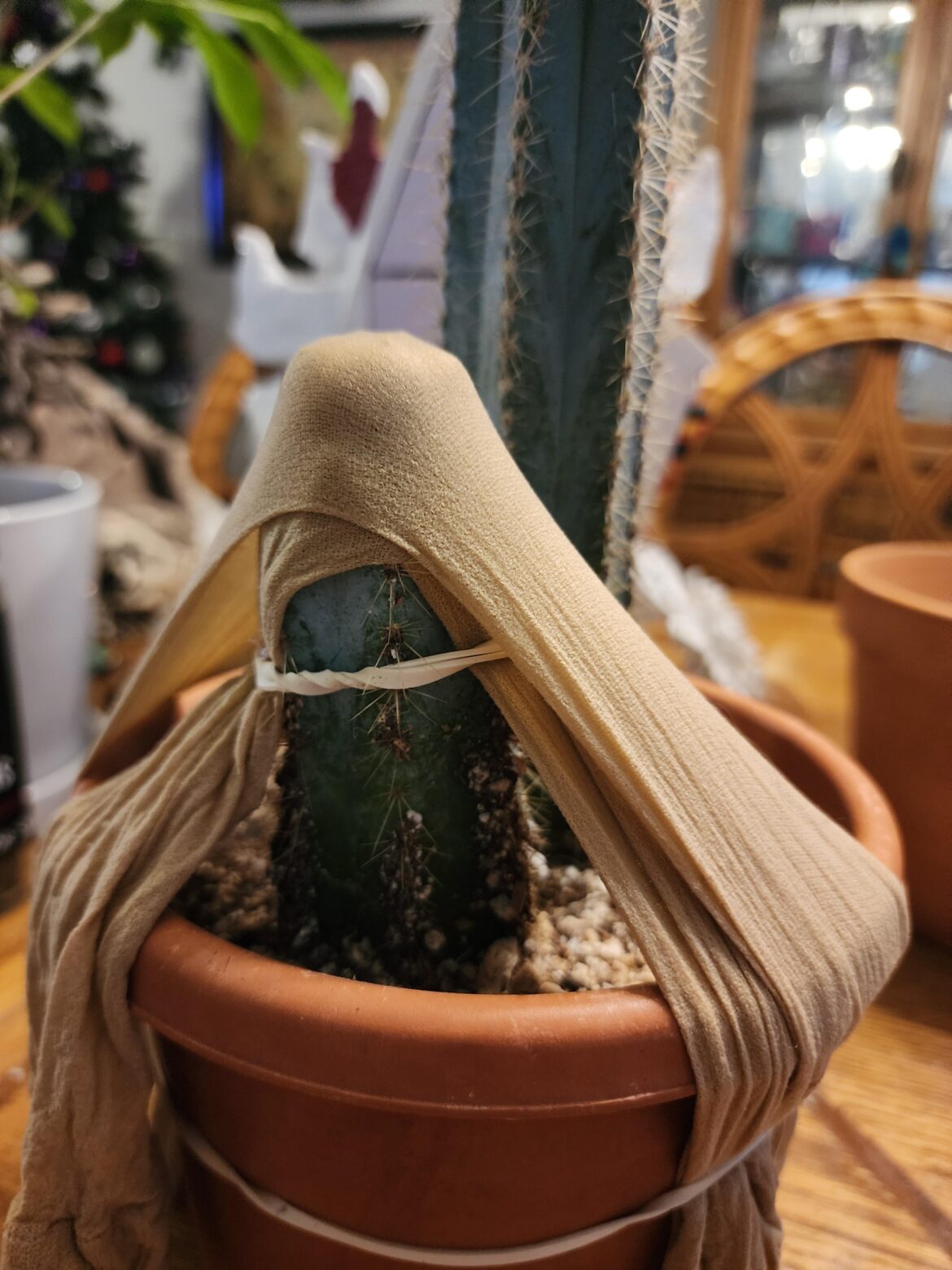 Loph graft on blue torch. Just done wish me luck. I normally do small grafts but I tried a larger one. L.w tex about the size of a quarter.