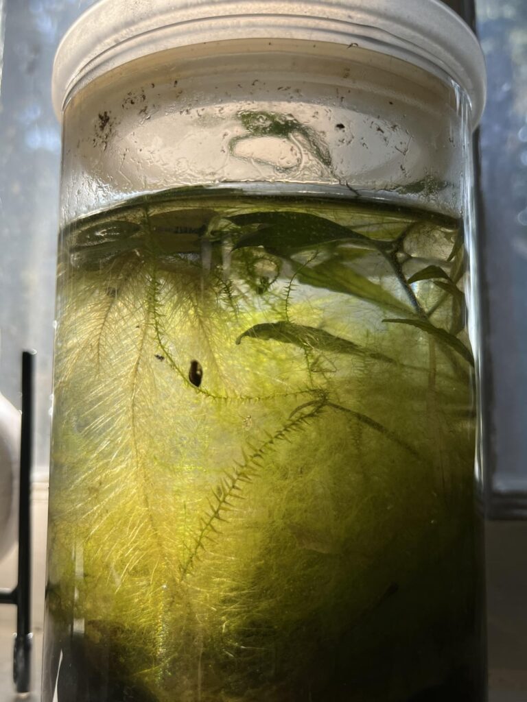 my 8 month old sealed jarrium :)