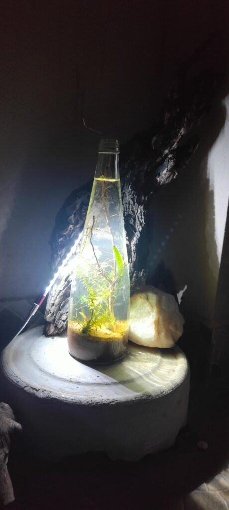 Garden soil,sand and plants In Bottle