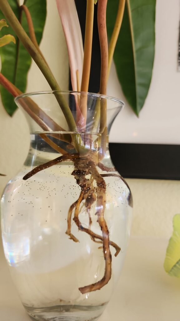 Saving a Billietiae from root rot