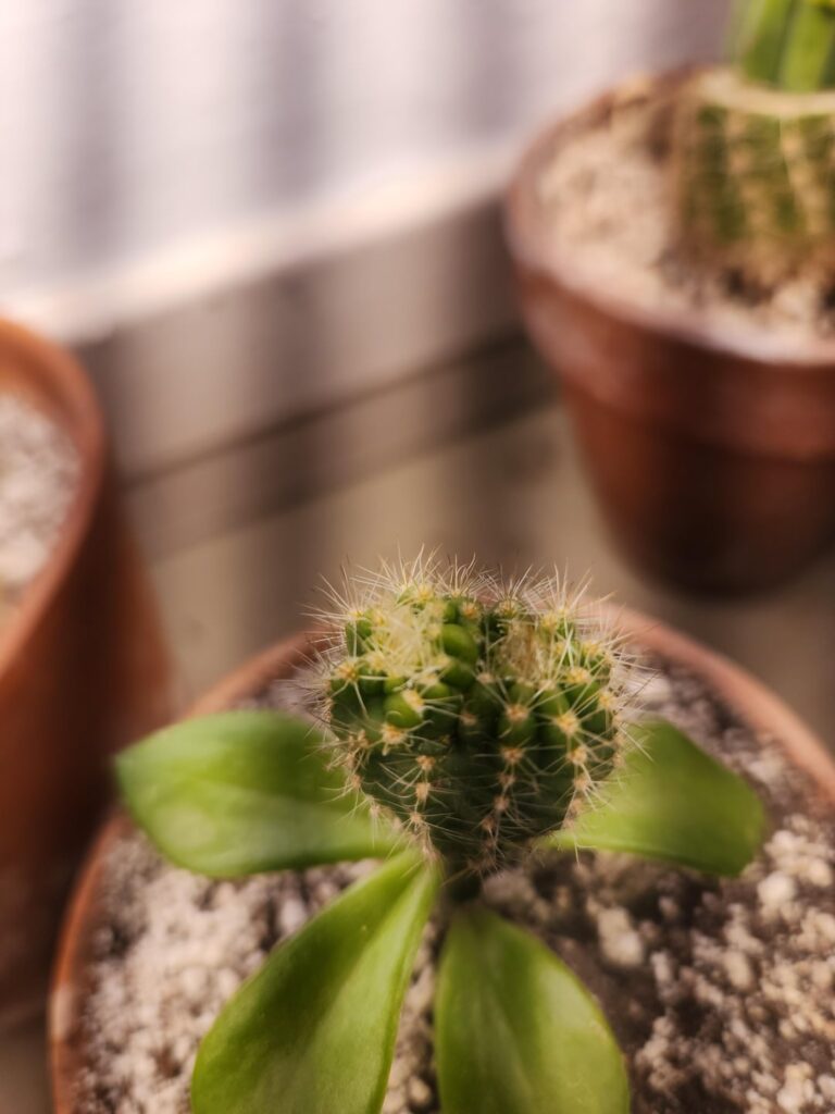 Grandi going dicot