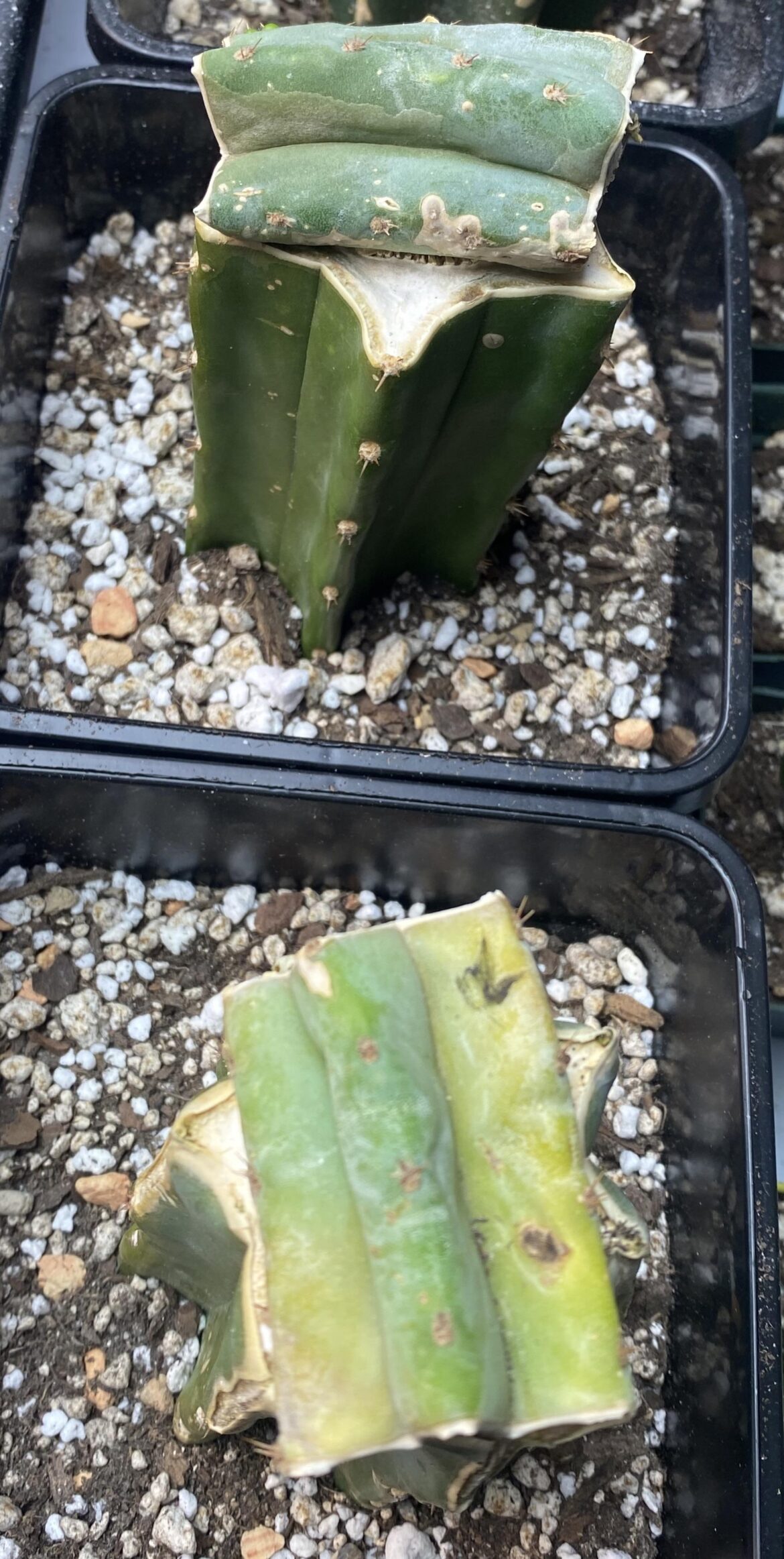 Question about one of my slab grafts Question about one of my slab grafts