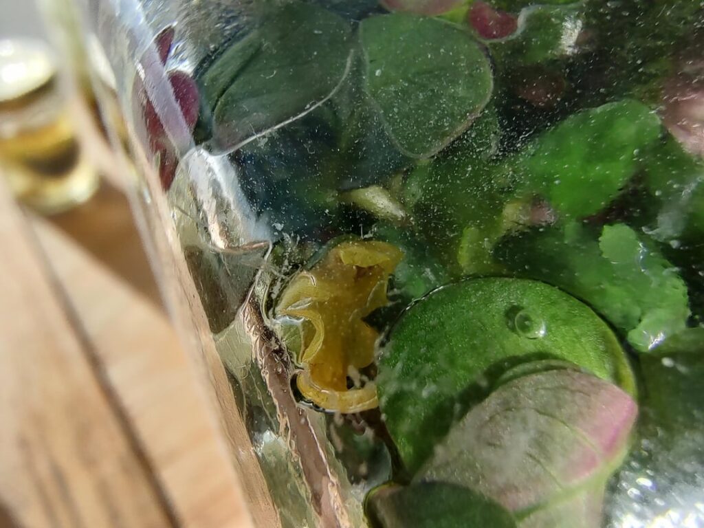 Saw another bladderwort flower.
