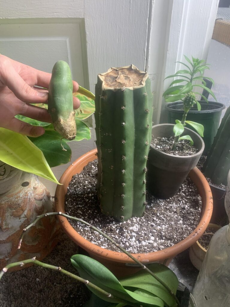First time grafting to a San Pedro stalk anything is there anything I can do better?