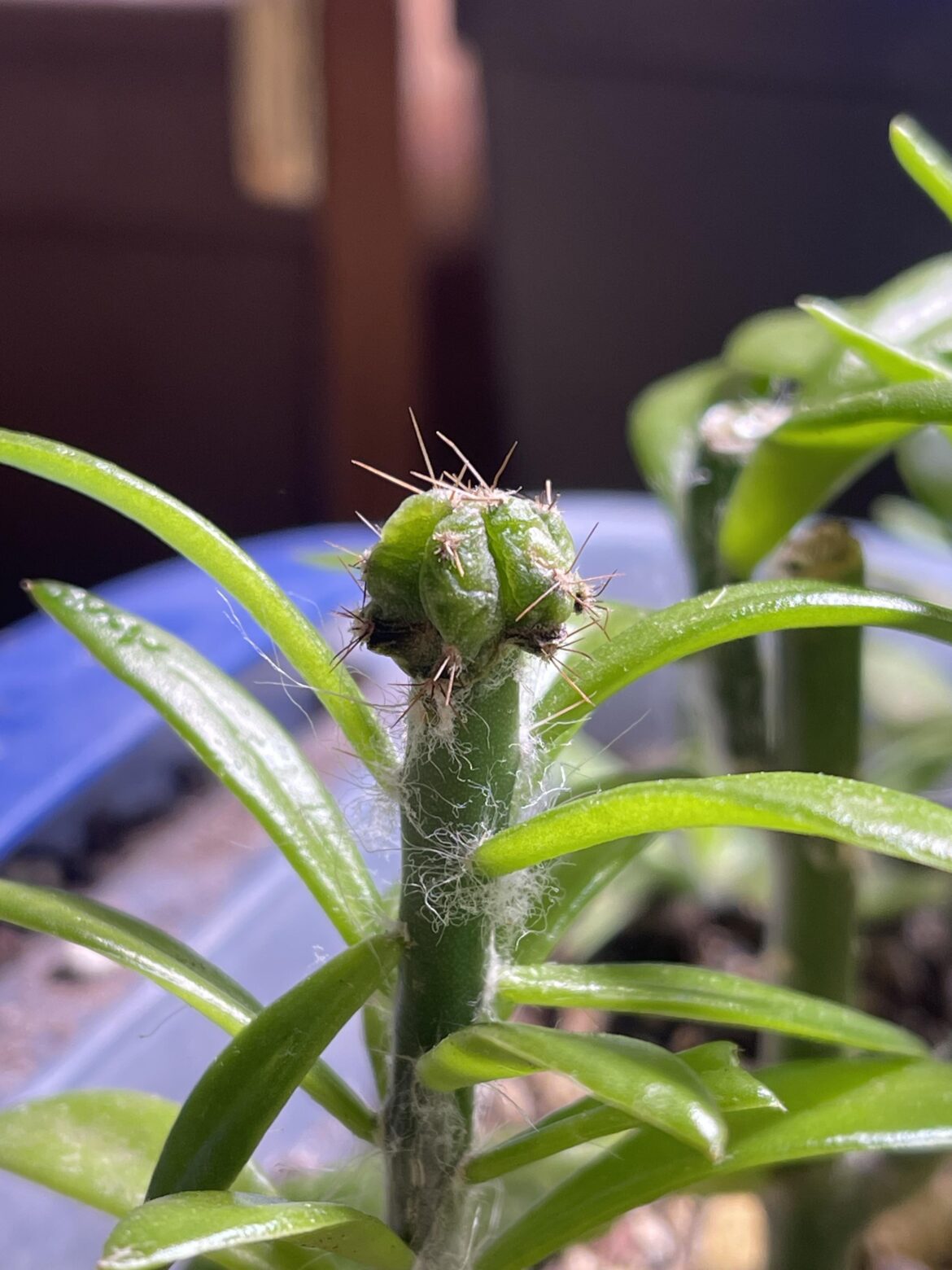 Any advice with this graft