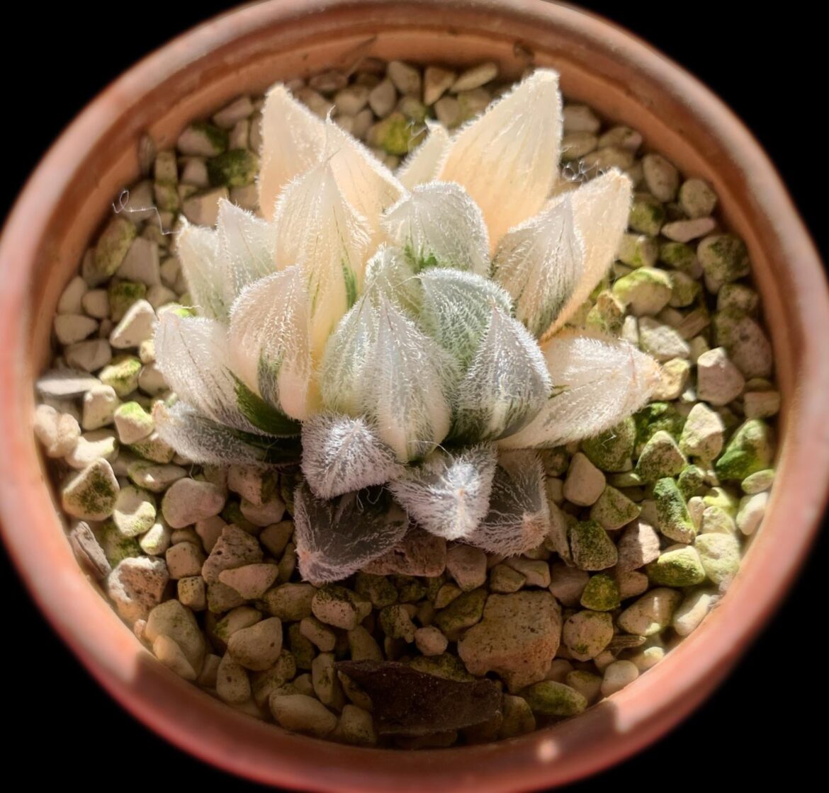 GM292 variegate